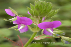 Alysicarpus belgaumensis